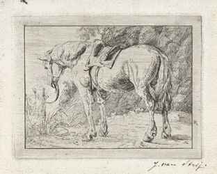 Cavallo sellato legato a un palo