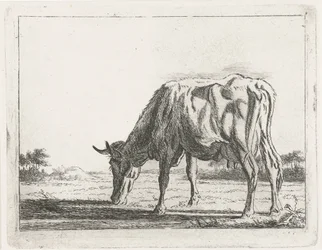 Mucca al pascolo