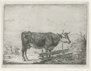 Mucca, in piedi vicino a una recinzione