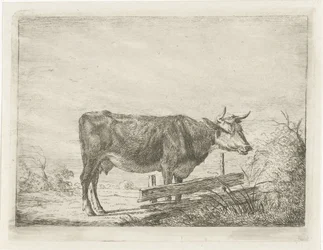 Mucca, in piedi vicino a una recinzione
