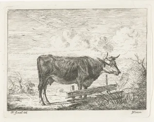 Mucca, in piedi vicino a un recinto