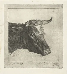 Testa di una mucca con corda intorno alle corna