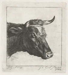 Testa di una mucca con corda attorno alle corna
