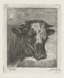 Testa di una mucca con macchia bianca