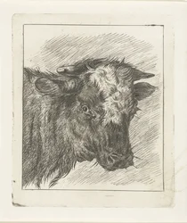 Testa di una mucca con macchia bianca
