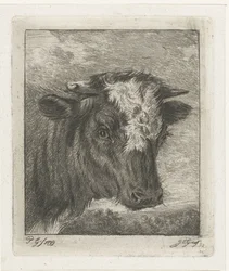 Testa di una mucca con macchia bianca