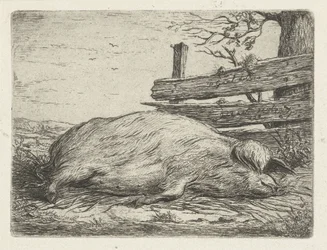 Cinghiale sdraiato