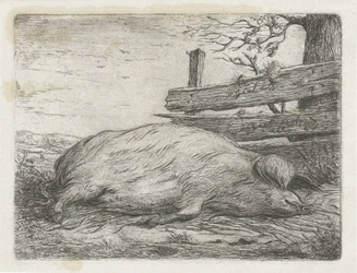 Cinghiale sdraiato