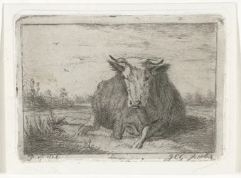 Mucca sdraiata vista di fronte