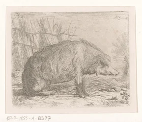 Cinghiale seduto