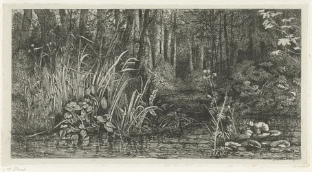 Ruscello nel bosco