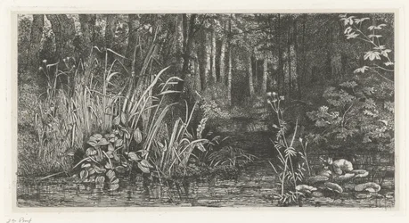 Ruscello nel bosco