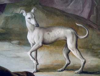 Cane, (dettaglio) da un affresco di Jacopo Guarana (1720-1808), sala centrale di Villa Contarini, Valnogaredo, Veneto, Italia
