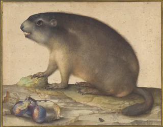 Una marmotta con un ramo di prugne
