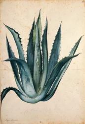 Pianta del secolo (Agave americana) di Jacopo Ligozzi