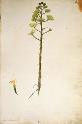 Fiore di agave (Agave americana) di Jacopo Ligozzi
