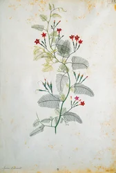Italia, Quamoclit pennata (vite del cipresso), pianta messicana, di Jacopo Ligozzi (1547-1627)