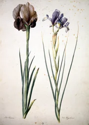 Immagine sconosciuta