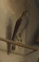 Uno Sparviero