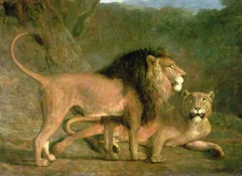 Un leone e una leonessa in una valle rocciosa