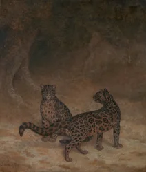 Leopardi nebulosi
