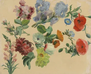 Studi di fiori estivi