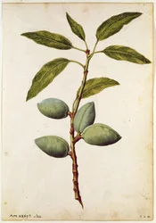 Mandorla: Amygdalus communis, 1568 circa, di J.le Moyne de Morgue (1530-88 circa)