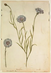 Fiordaliso: Centaurea cyanus, c.1568, di J.le Moyne de Morgues (c.1530-88)