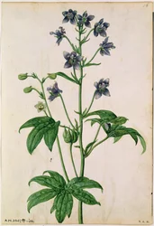 Delphinium: Staphisagria (Stavesacre), 1568 circa, di J.Le Moyne de Morgues († 1588)