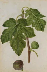 Fig: Ficus, 1568 circa, di J.le Moyne de Morgues (1530-88 circa)