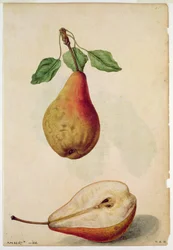 Pera: Pyrus communis, 1568 circa, di J.le Moyne de Morgues (1530-88 circa)