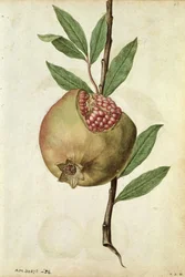 Melograno: Punica granatum, c.1568, di J.le Moyne de Morgues (c.1530-88)