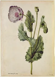 Papavero: Oppio (Papaver somniferum), 1568 circa, di J.le Moyne de Morgues (1530-88 circa)
