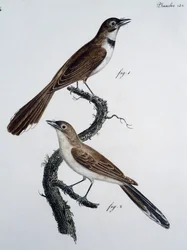 Maschio e femmina di Monarca dagli occhiali (Monarcha trivirgata)