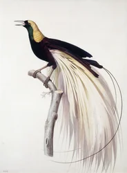 Grande uccello del paradiso, maschio