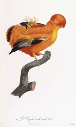 Maschio di Gallo della roccia