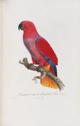 Premiere variete du Grand Lori, inciso da Langlois, c.1801-05