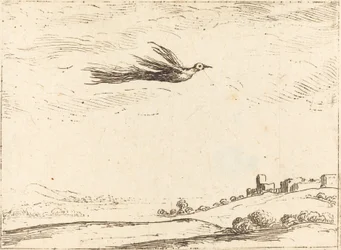 Uccello del paradiso