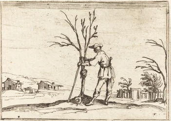 Giardiniere che Potatura un Albero