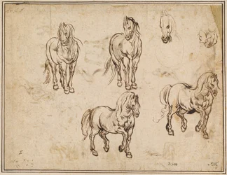 Studi di Cavalli [recto]
