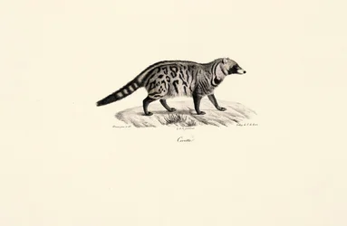 Civetto africano (Civettictis civetta)