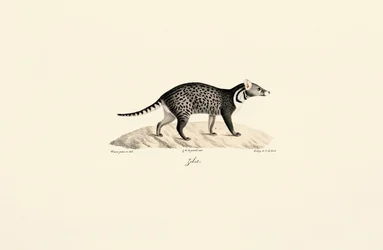 Civet africano