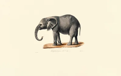 Elefante africano (giovane)