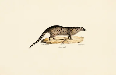 Genetica africana