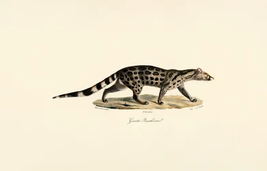 Civet africano delle palme