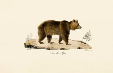 Orso bruno alpino