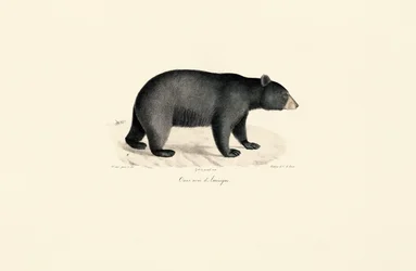 Orso nero americano