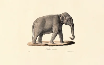 Elefante asiatico