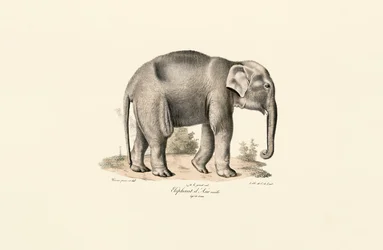 Elefante asiatico