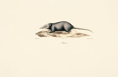 Bisbetica asiatica